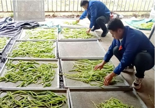 臨夏執稅之筆，奮力書寫富農豐收卷——農業種植技術開發賦能鄉村振興