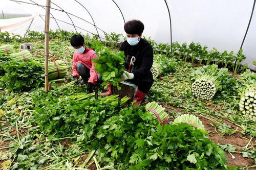 河北永清 科技賦能蔬菜種植，擘畫農戶增收致富新圖景
