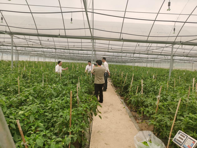 江華人大深入一線開展蔬菜產業發展專題調研，助力農業種植技術開發與產業升級